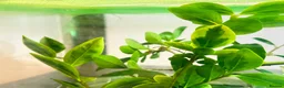 Stick Insects invertebrates for sale: Sungaya & Indian Stick Insects & Full Setup - Advert 4