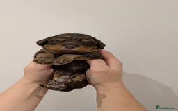 Cavapoo dogs for sale: F1 Cavapoos - Parents DNA Health Tested  - Advert 19