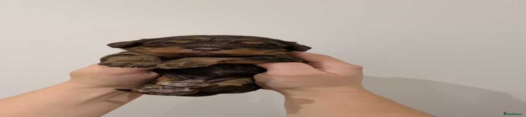 💛 Female - (Chocolate Tri) 