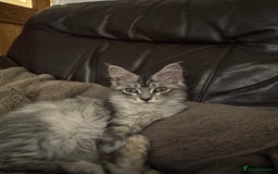 Maine Coon cats for sale: Female Mainecoon for sale - Image 6