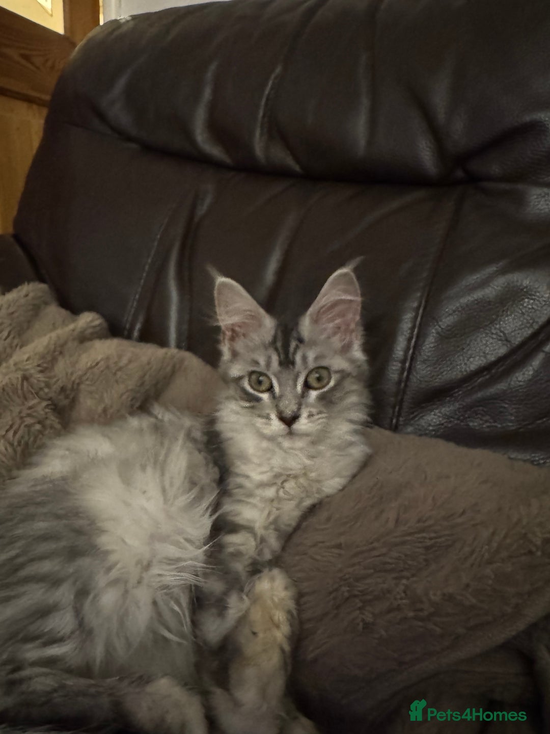 Maine Coon cats for sale: Female Mainecoon for sale - Image 6
