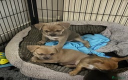 Mixed Breed dogs for sale: French bullhuahua - Image 1