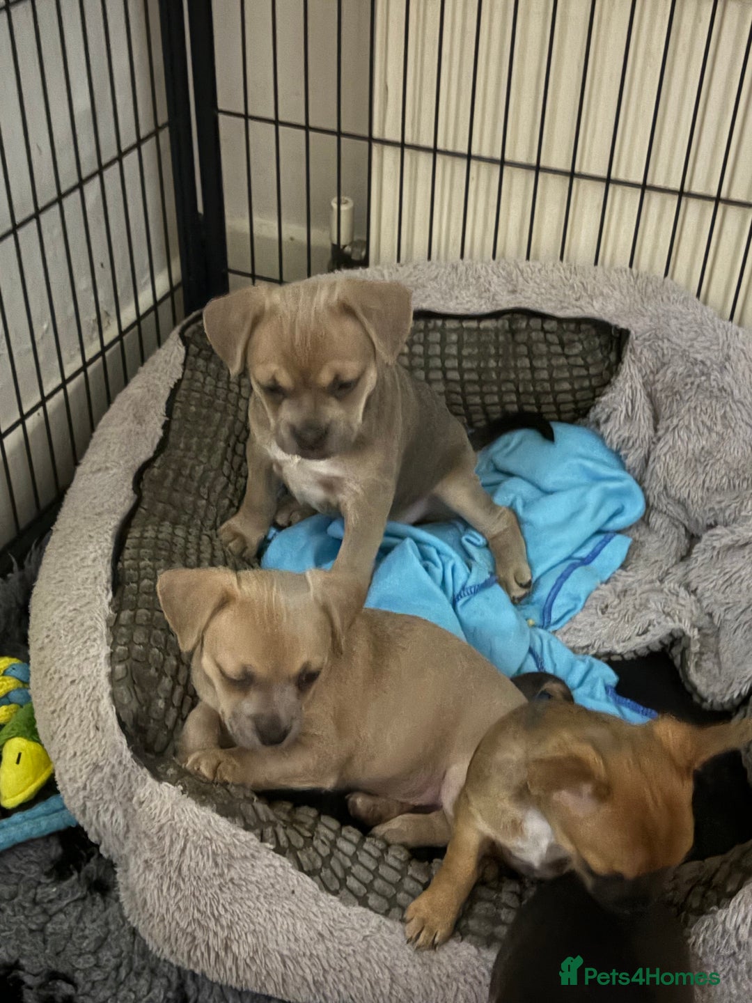 Mixed Breed dogs for sale: French bullhuahua - Image 1
