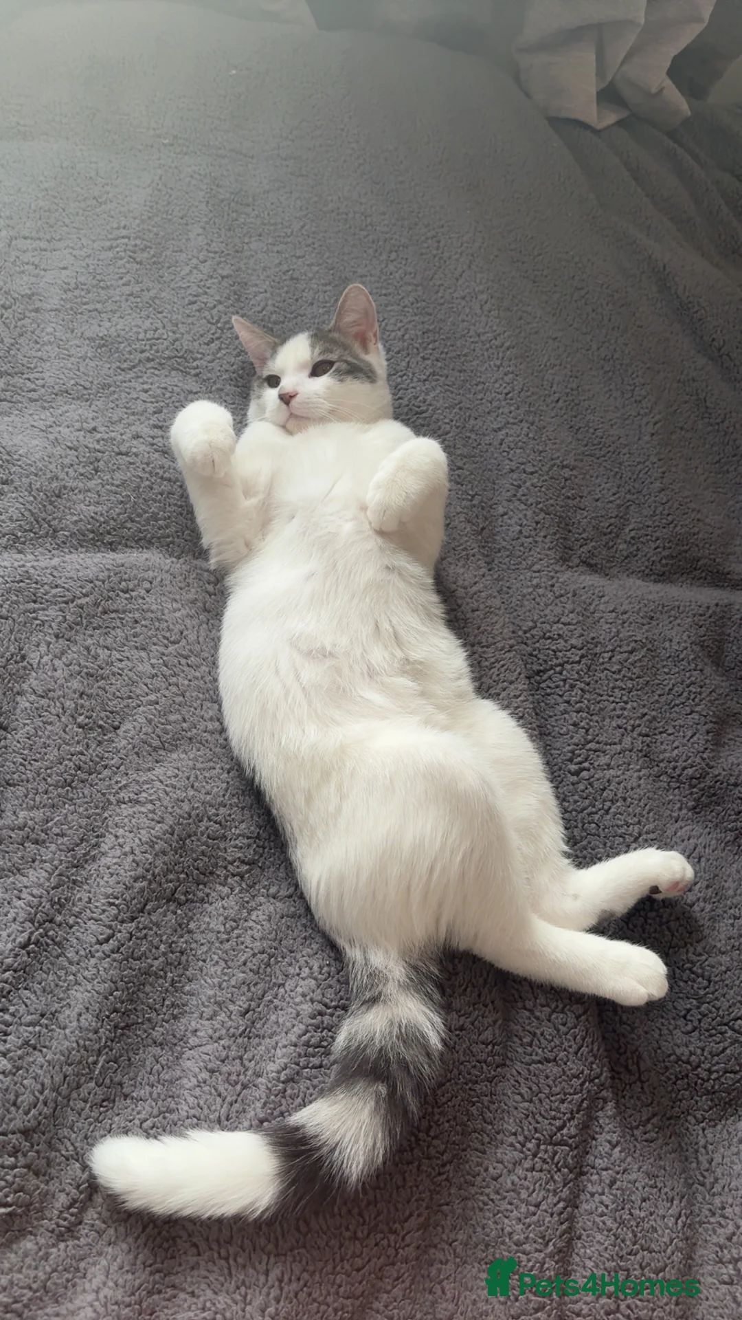 Mixed Breed cats for sale: 6 Month Old Adorable Mix Breed Brother and Sister. - Advert 7