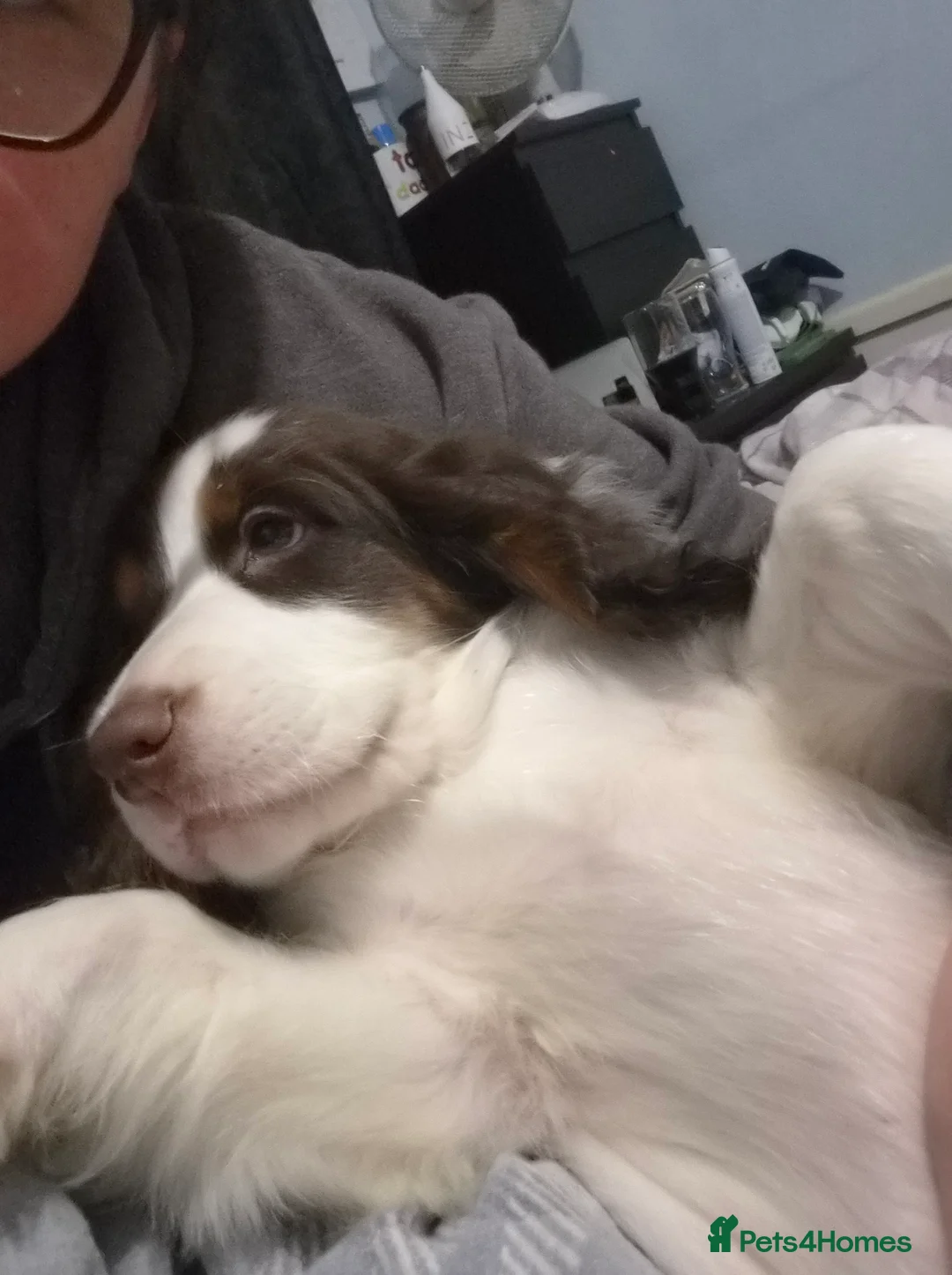 Sprocker dogs for sale: Brown and white boy last one left  - Advert 3