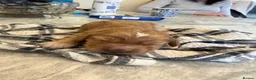 Cockapoo dogs for sale:  Beautiful Male Cockerpoo in Bishop Auckland - Advert 3