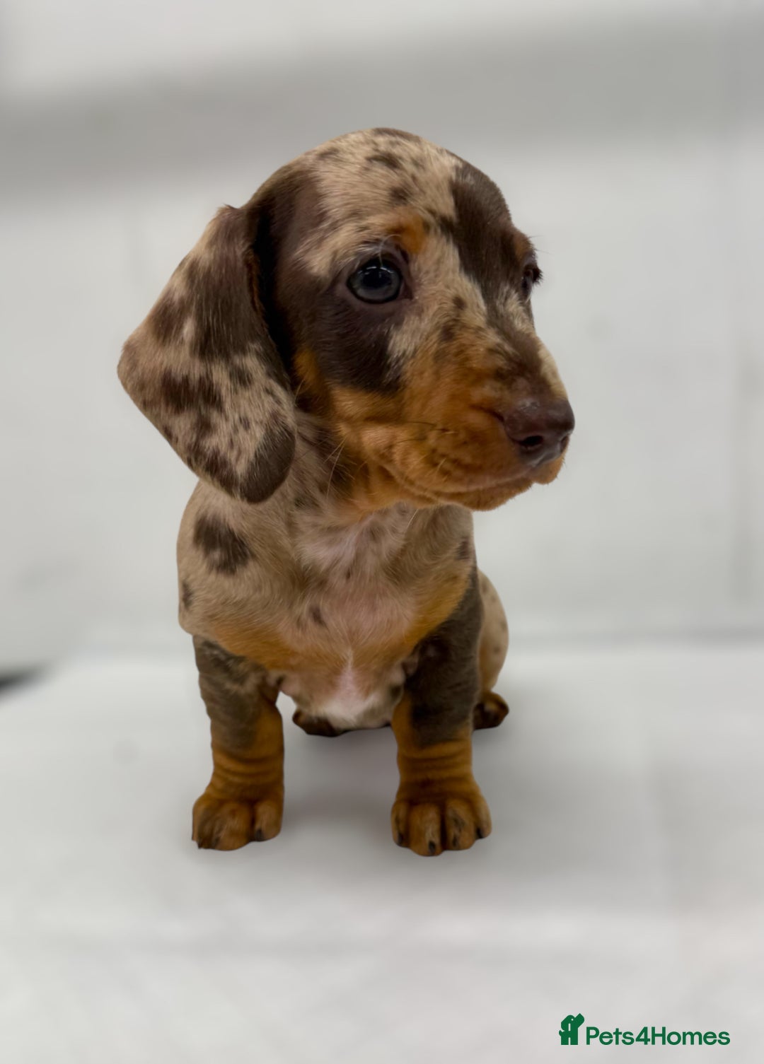 Miniature Dachshund dogs for sale: Ready Now - Smooth Mini Dachshund Girls - Image 5