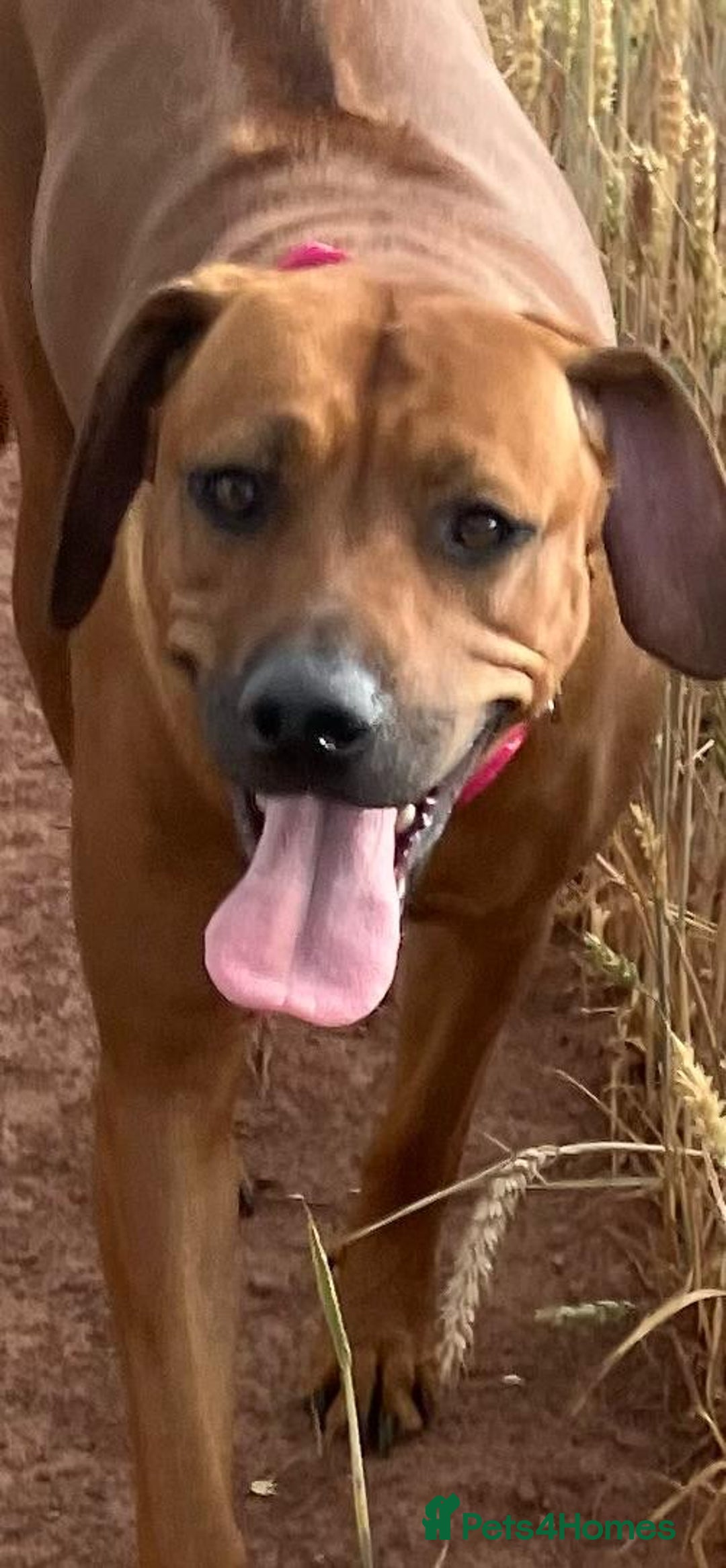 Rhodesian Ridgeback dogs for sale: * CUTENESS ALERT * READY END OF JANUARY - Advert 19