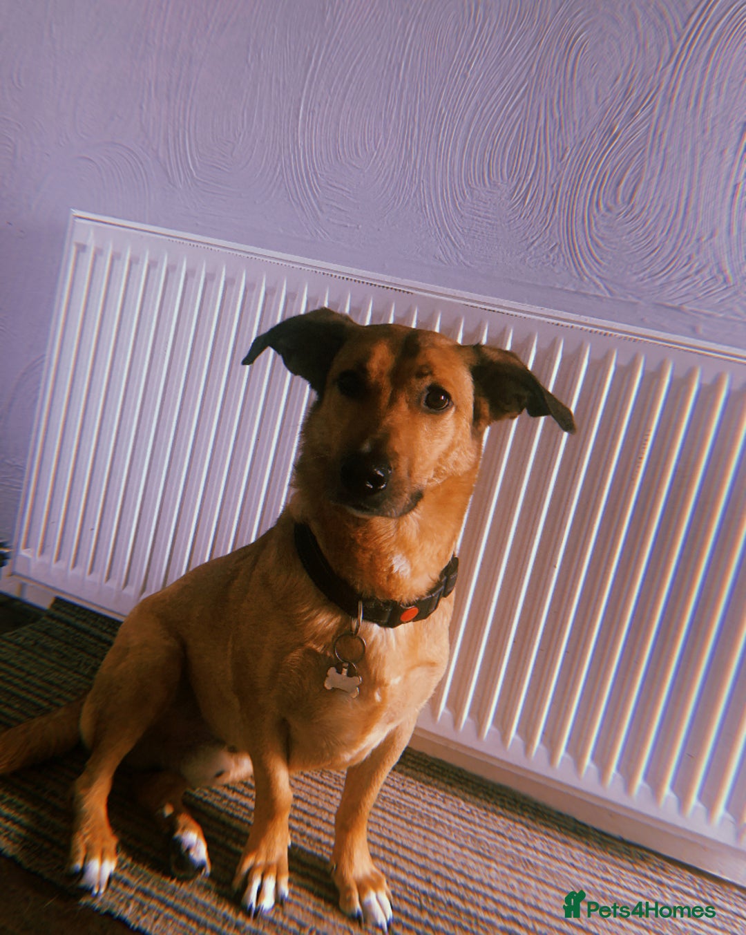 Mixed Breed dogs for sale: Dandy - Image 1