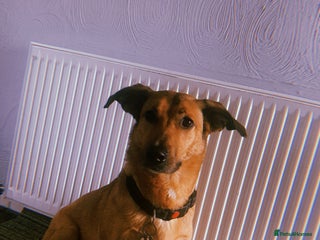 Mixed Breed dogs - Advert 18