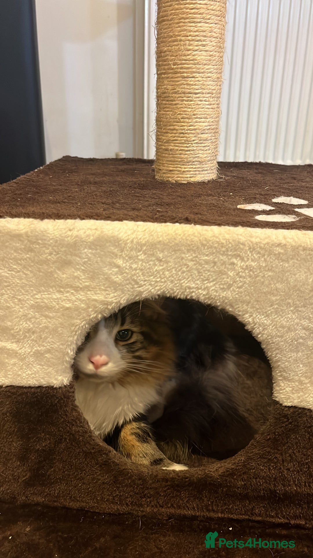 British Longhair cats for sale: Outdoor cat - Image 7