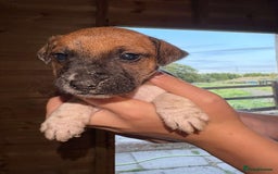 Jack Russell dogs for sale: Jack Russell puppies 5 boys left - Image 18