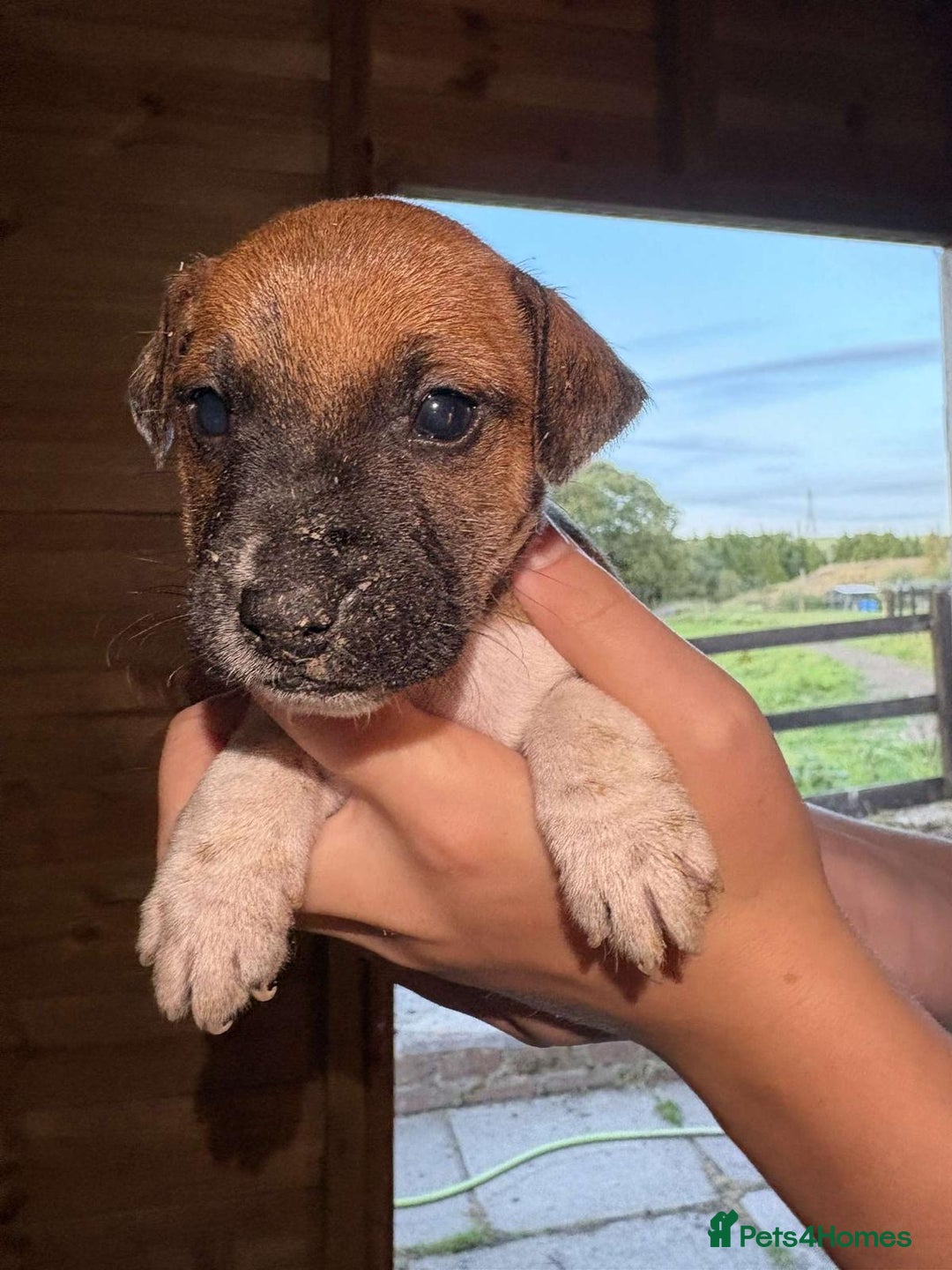 Jack Russell dogs for sale: Jack Russell puppies 5 boys left - Image 18