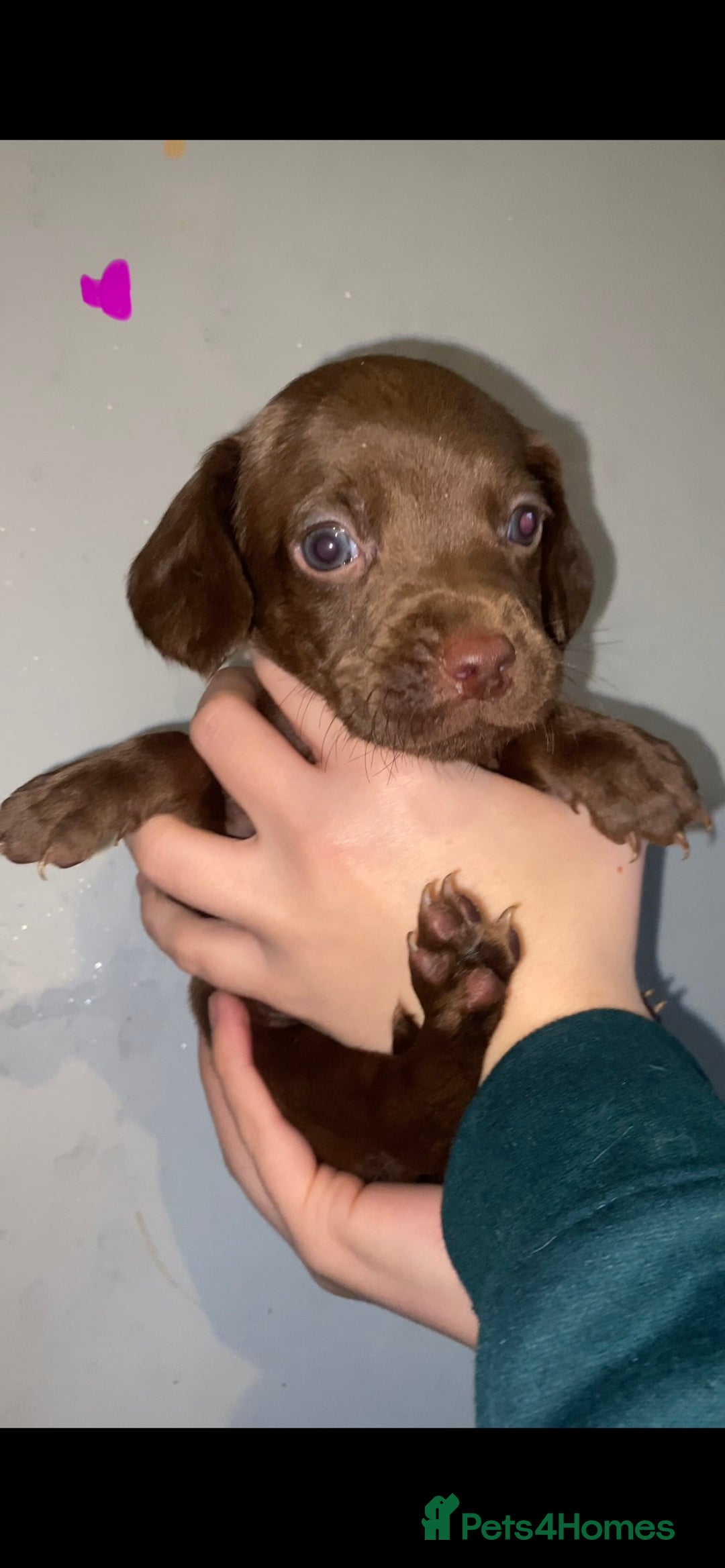 Mixed Breed dogs for sale: Pups looking for forever homes - Advert 5