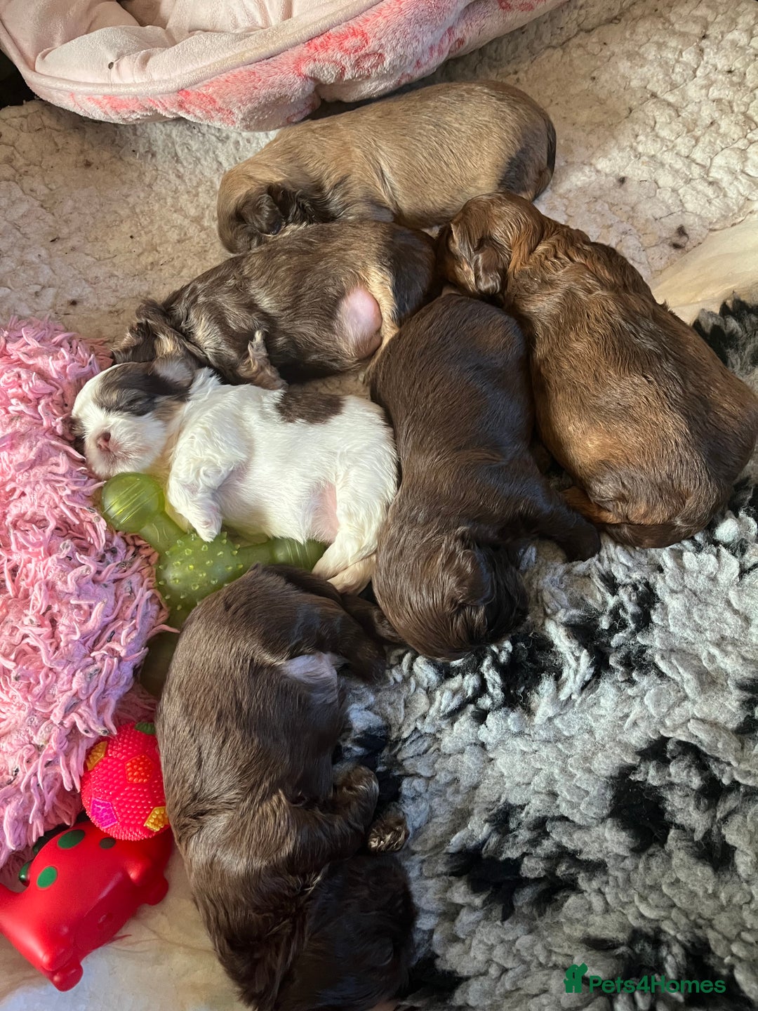 Shih Tzu dogs for sale: Adorable Shih Tzu puppies  - Image 10