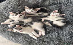Domestic Shorthair cats for sale: Unique & Precious Kittens Seeking Forever Homes - Image 16