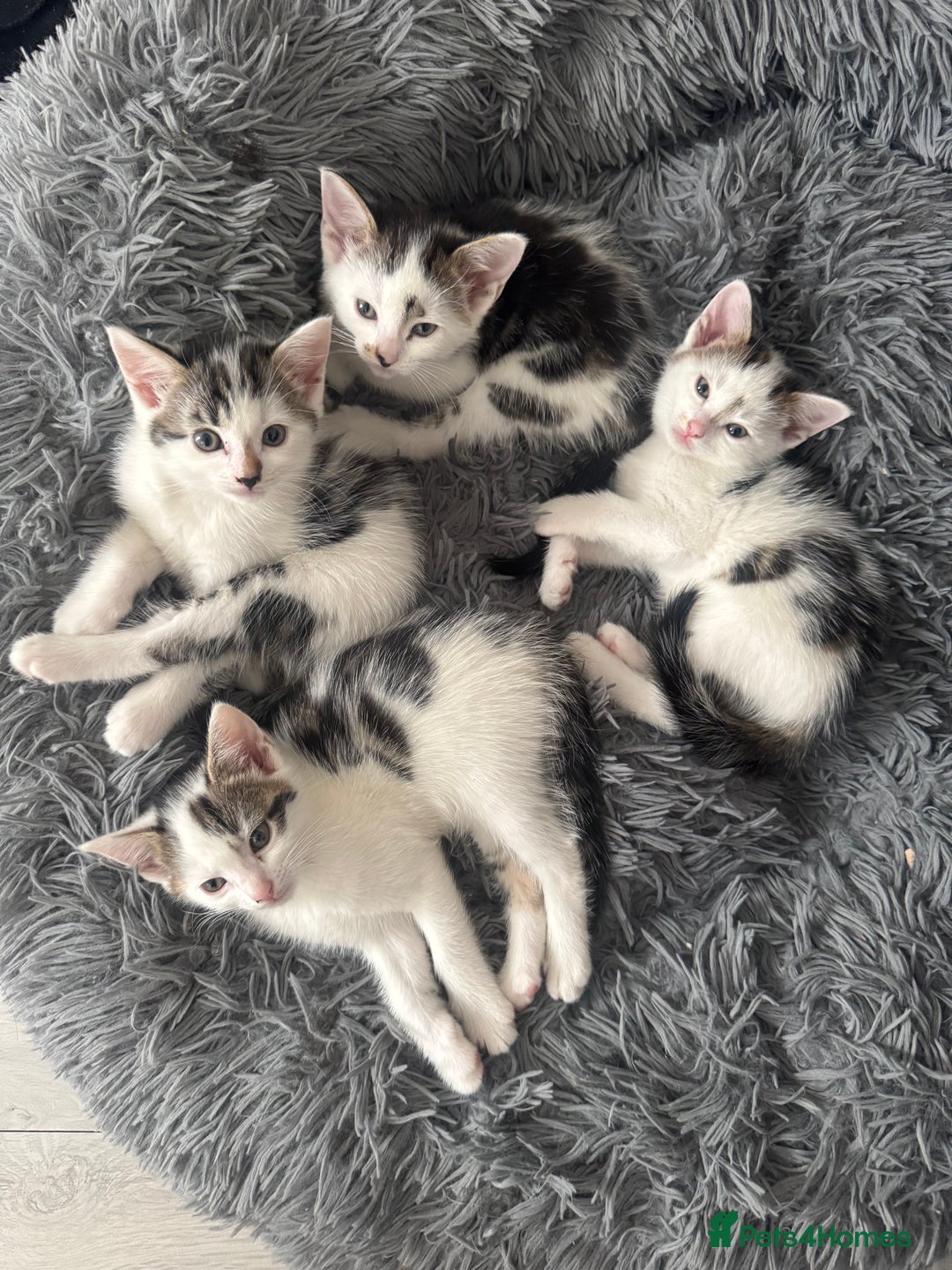 Domestic Shorthair cats for sale: Unique & Precious Kittens Seeking Forever Homes - Image 16