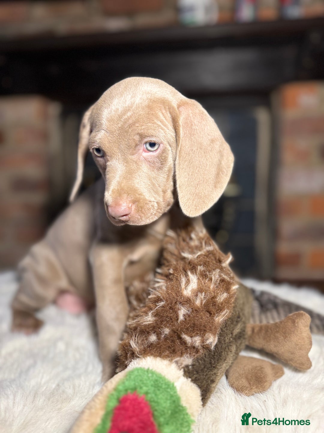 Weimaraner dogs for sale: ✨READY NOW✨ LAST FEW GIRLS✨ KC Reg Pups  ✨ - Advert 32