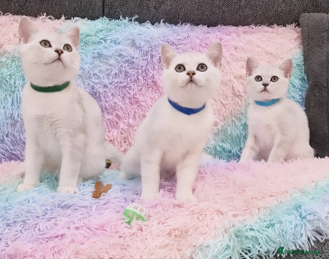 British Shorthair cats for sale: British Shorthair Silver Chinchilla  - Image 21