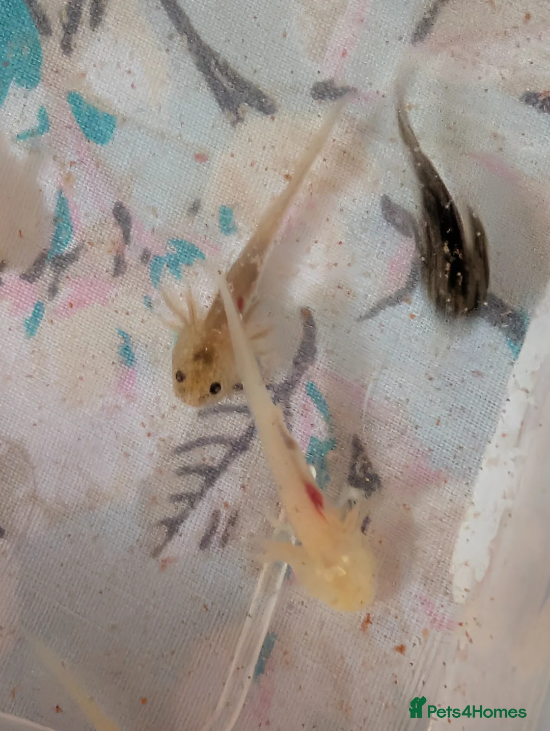Axolotl reptiles for sale: Beautiful clutch of baby hypo Axolotls  - Advert 25