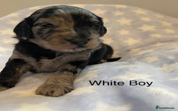 Cockapoo dogs for sale: Stunning F2 Cockapoo puppies fully DNA tested  - Image 2