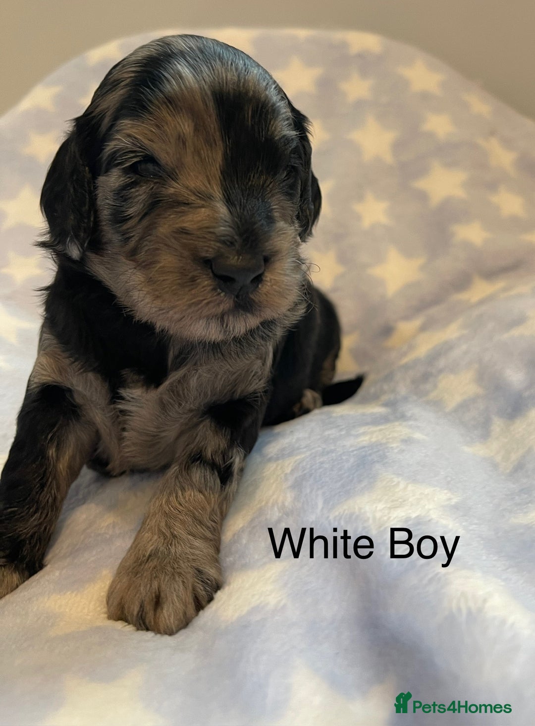 Cockapoo dogs for sale: Stunning F2 Cockapoo puppies fully DNA tested  - Image 2
