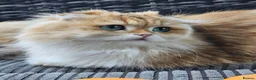 British Longhair cats for sale: British Longhaired Cats and Scottish Fold Cats - Advert 3