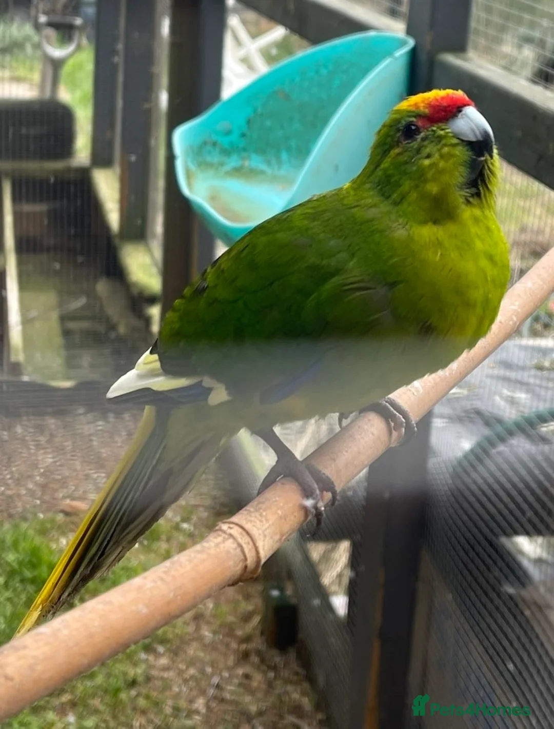 Parakeets birds for sale: Kakariki - Advert 1