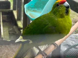 Parakeets birds Kakariki - Advert 15