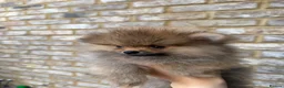 Pomeranian dogs for sale: Royal Kennel Club reg show Pomeranian puppies - Advert 5