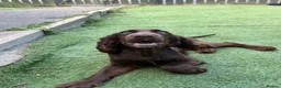 Cocker Spaniel dogs for sale: Cocker Spaniel For sale  in Sheffield - Advert 2