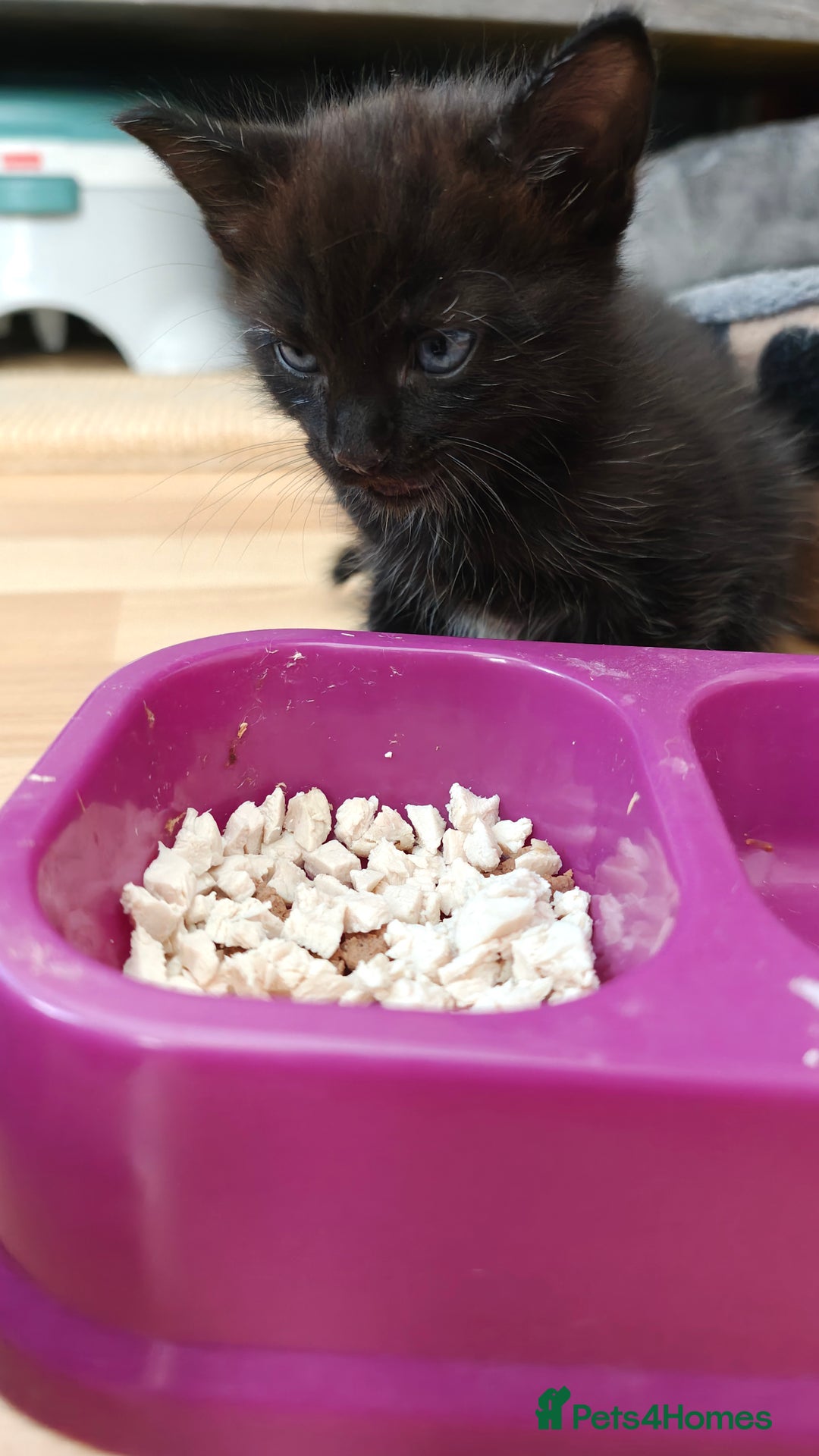 Mixed Breed cats for sale: Ragdoll (mum) X Tabby (dad) - blue eyes ! - Image 19
