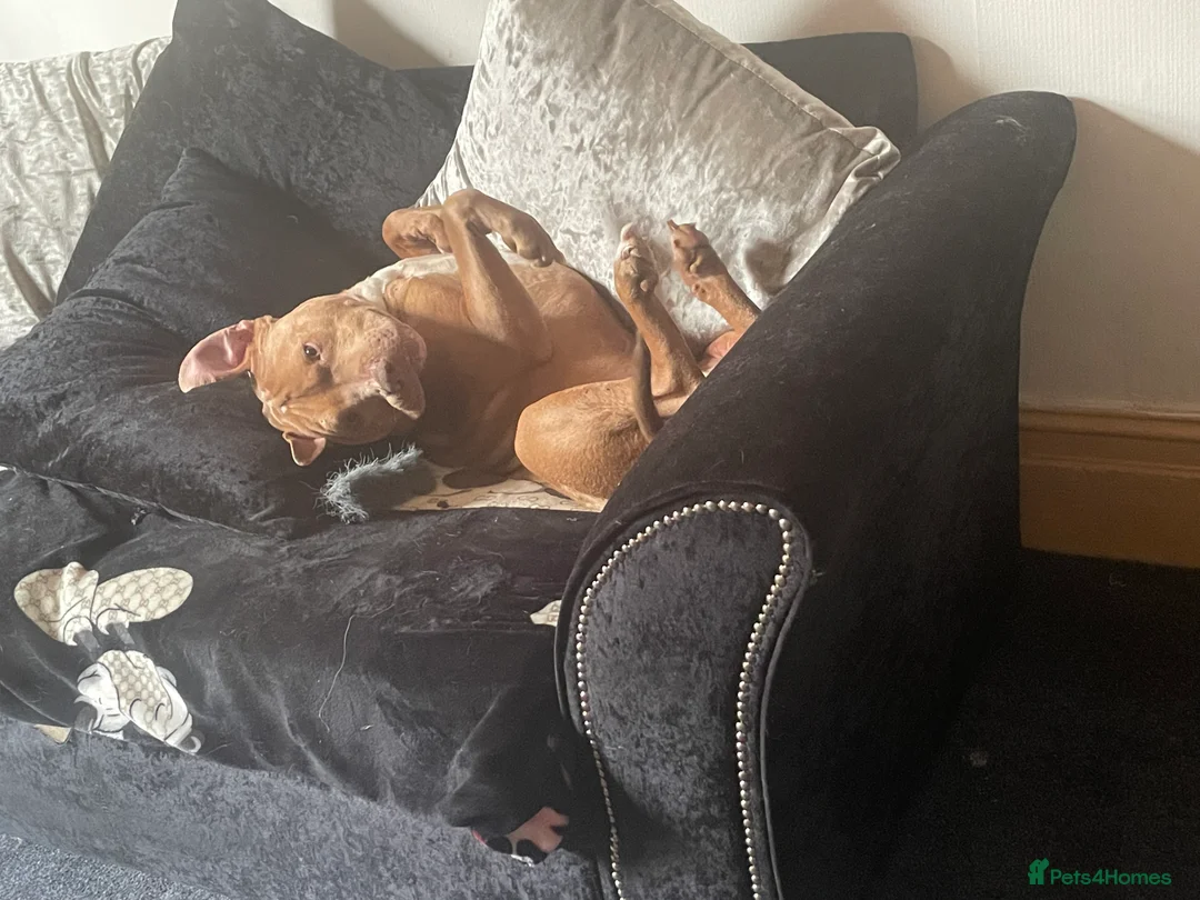 Mixed Breed dogs for sale: Staffy cross - Advert 6
