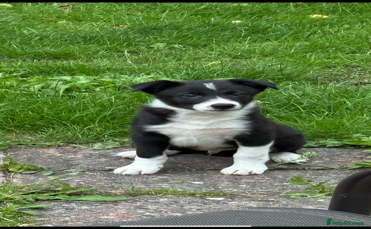 Border Collie dogs - Advert 1