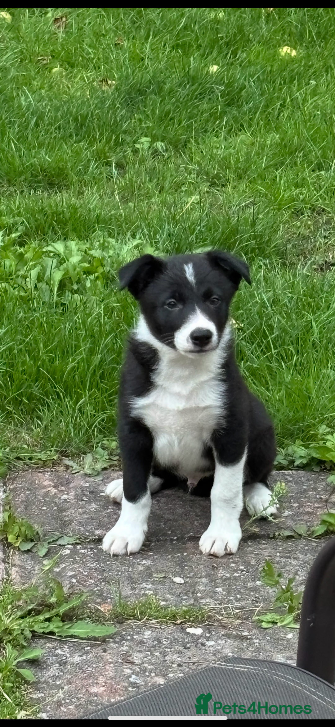Border Collie dogs for sale: Dog pup  - Image 1