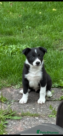 Border Collie dogs - Advert 7