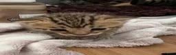 Mixed Breed cats for sale: Beautiful tabby kittens  in Hessle - Advert 2