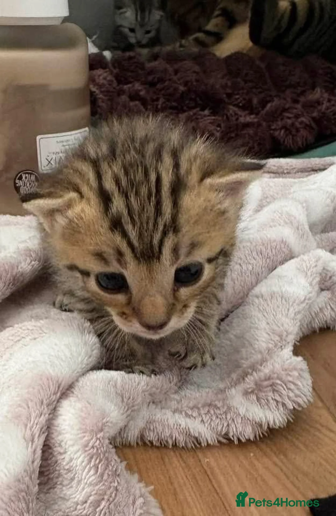 Mixed Breed cats for sale: Beautiful tabby kittens  in Hessle - Advert 2