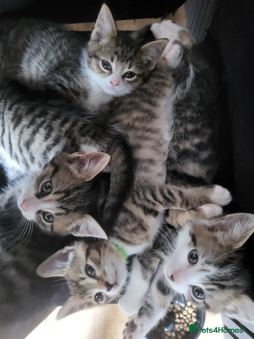 Mixed Breed cats for sale: We have 5 wonderful kittens  - Advert 7