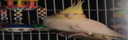 Cockatiels birds for sale: Pair of cockatiels - Advert 6