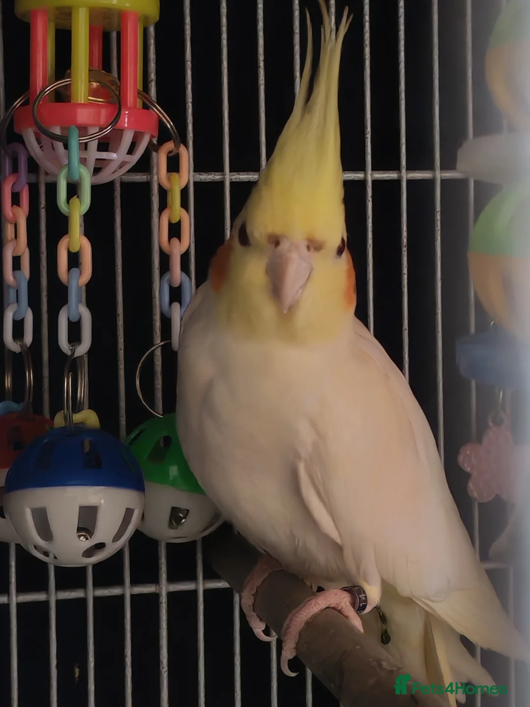 Cockatiels birds for sale: Pair of cockatiels - Advert 6