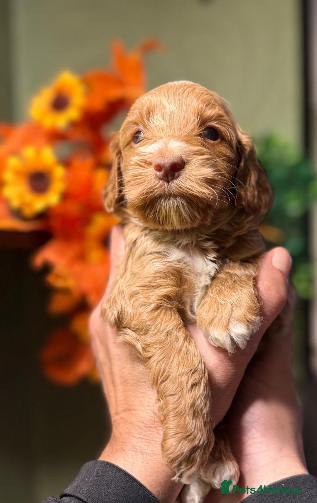 Cockapoo dogs for sale: 🪷Cockapoo Pups Quality,Charming,Gentle Hearts🪷 - Advert 5