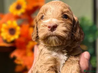 Cockapoo dogs 🪷Cockapoo Pups Quality,Charming,Gentle Hearts🪷 - Advert 11