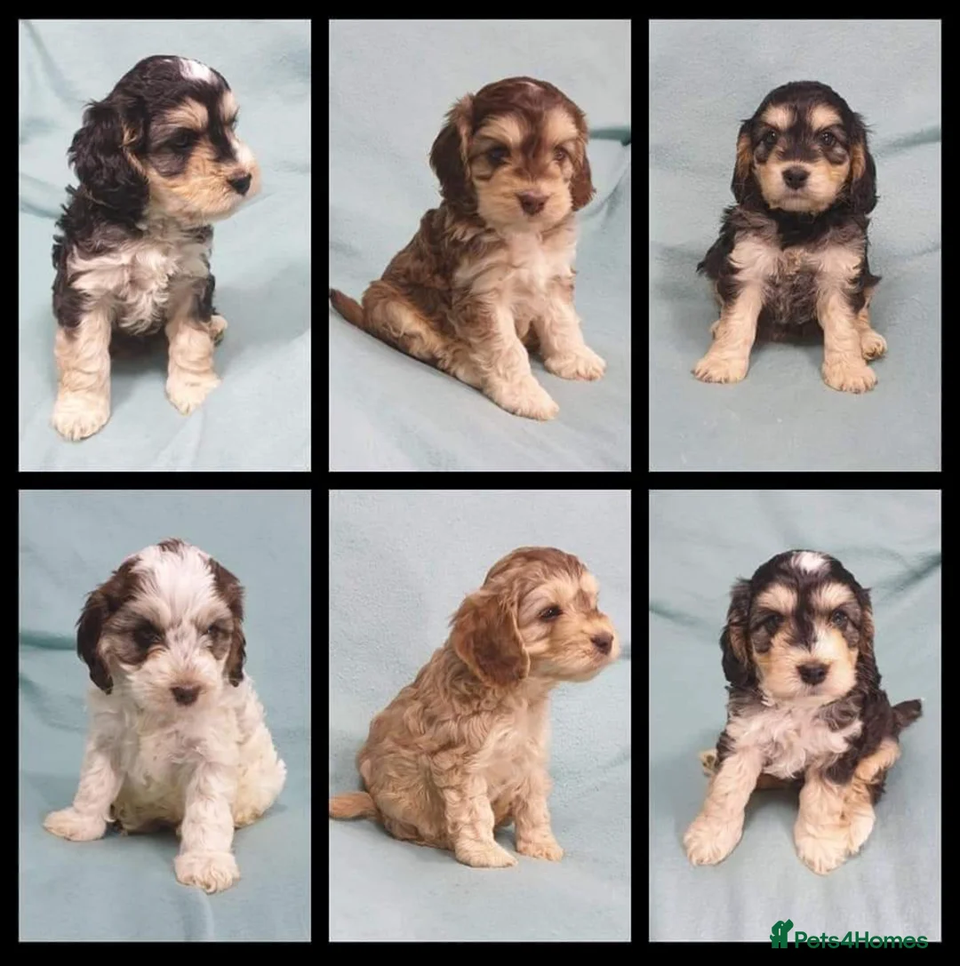 Miniature Poodle dogs for stud: KC miniature poodle, phantom and parti carrier  in Bolton - Advert 11