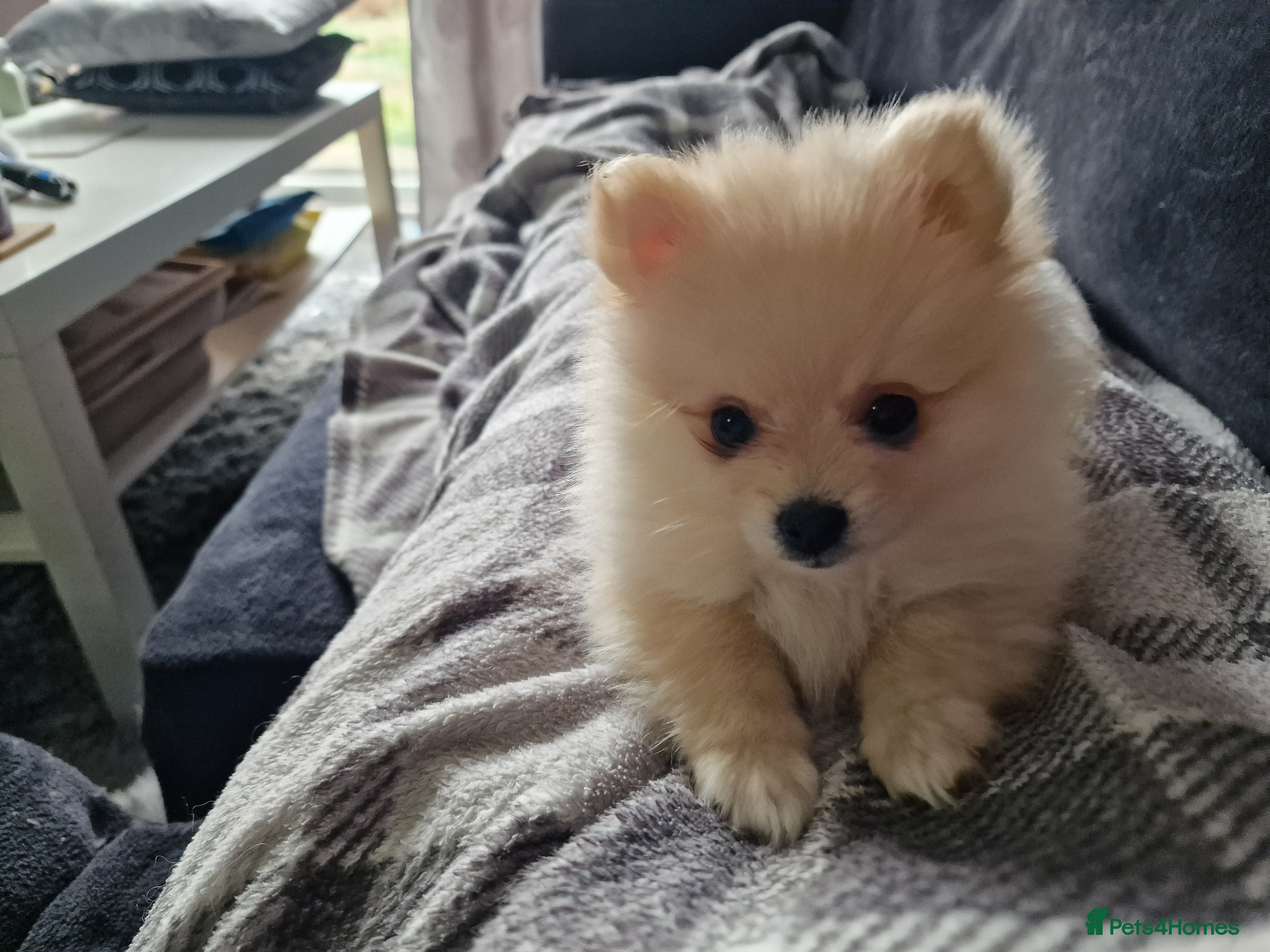 Pomeranian dogs Pomeranian Puppies for sale - Advert 2
