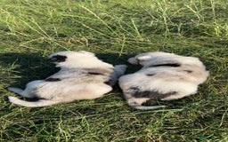 Border Collie dogs for sale: Blue Merle Border Collie Puppies - Image 7