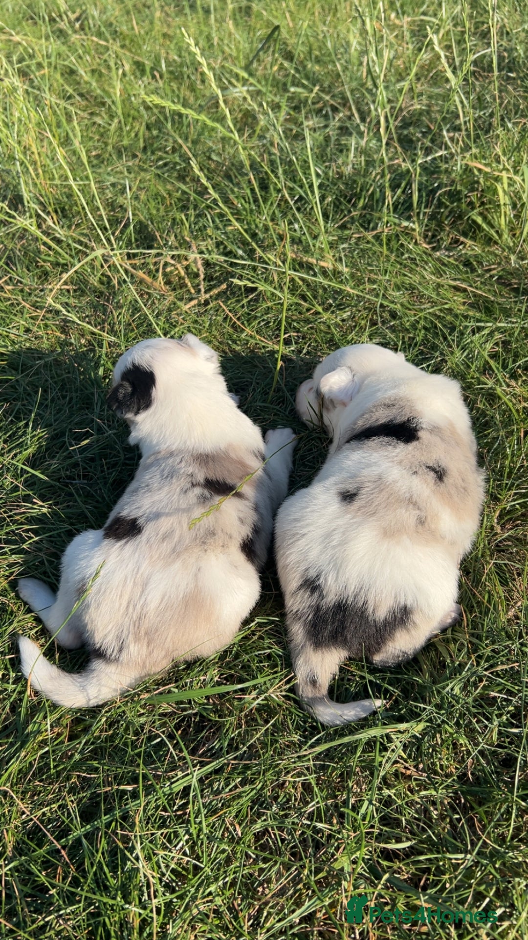 Border Collie dogs for sale: Blue Merle Border Collie Puppies - Image 7