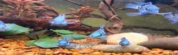 Other/Mixed Breed fish for sale: Blue parrotfish in London - Advert 3
