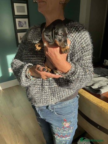 Miniature Dachshund dogs - Advert 16