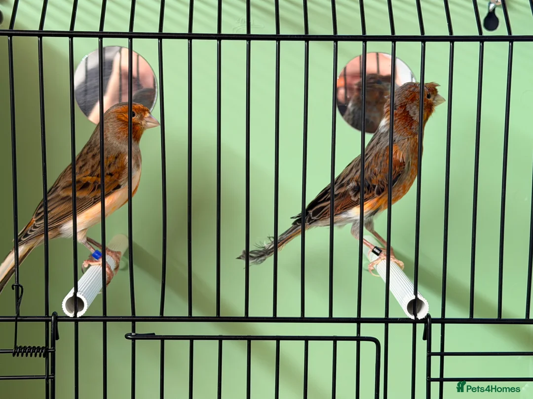 Canaries birds for sale: 2 very good harlequin pairs very fit and healthy  in Birmingham - Advert 10
